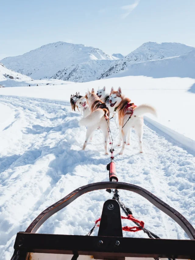 Chiens de traineaux à Vars