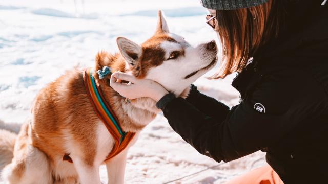 Chiens De Traineaux