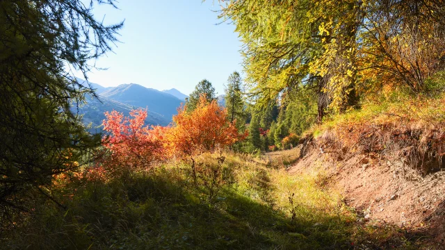 Vars durant l'automne