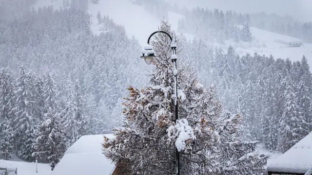 Mélèze recouvert de neige avec devant un lampadaire et en fond une forêt de mélèzes